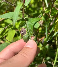 Asteromyia laeviana thumbnail 3