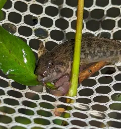 Torrent Sculpin thumbnail 4