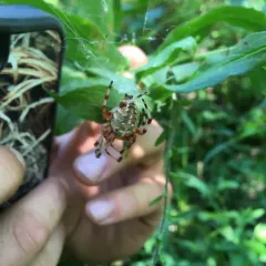 Marbled Orbweaver thumbnail 1