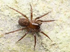 Owl Woodland Spider thumbnail 4