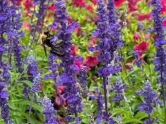 Southern Plains Bumble Bee thumbnail 3