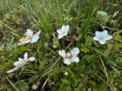 San Bernardino Grass of Parnassus thumbnail 4
