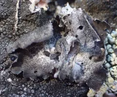 Greater Salted Rocktripe Lichen thumbnail 4