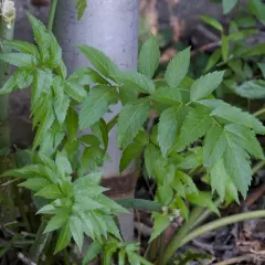 Western Water Hemlock thumbnail 4