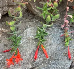 California fuchsia thumbnail 4