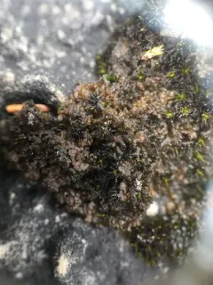 Thousand-fruited Jelly Lichen thumbnail 2