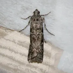 Spruce Coneworm Moth thumbnail 3