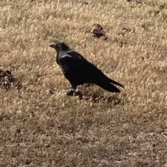 Common Raven thumbnail 2