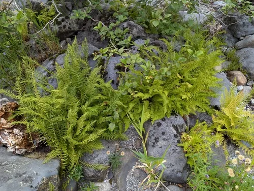 Nevada marsh fern
