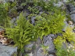 Nevada marsh fern thumbnail 1