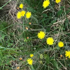 mouse-eared hawkweed thumbnail 4