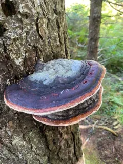 Red-banded Polypore thumbnail 4