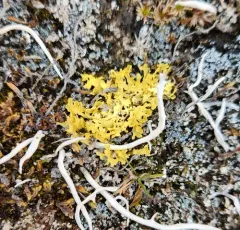 Yellow Lichen thumbnail 4