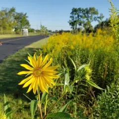 giant sunflower thumbnail 3