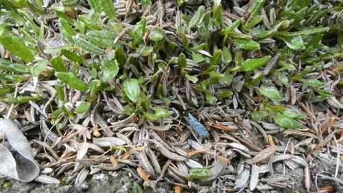 Black Slip Wasp
