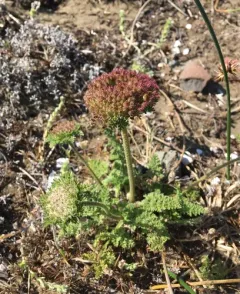 American wild carrot thumbnail 2