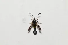 Helenis clearwing thumbnail 4