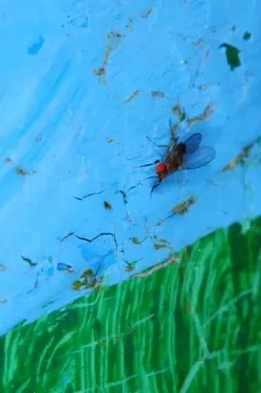 Chymomyza procnemoides thumbnail 2