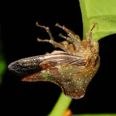 Telamona monticola thumbnail 1