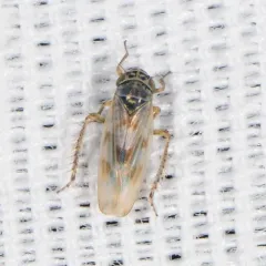 Macrosteles slossoni thumbnail 4