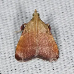 Drab Condylolomia Moth thumbnail 2