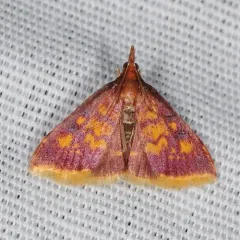Mint-loving Pyrausta Moth thumbnail 2