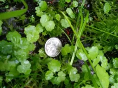 Sibthorp's Pennywort thumbnail 1