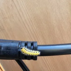 hairy poplar sawfly thumbnail 4