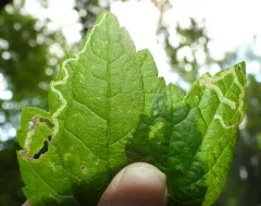 Phytomyza loewii thumbnail 4