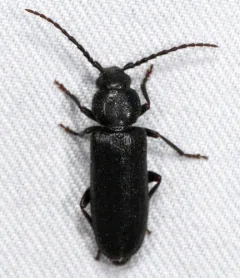 Asemum nitidum thumbnail 3