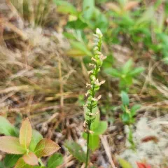 Little Ladies' Tresses thumbnail 4