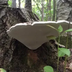Ganoderma megaloma thumbnail 2