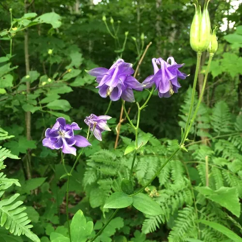 common columbine