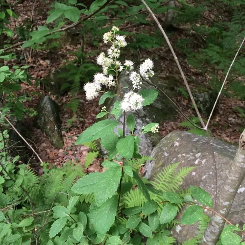 white meadowsweet