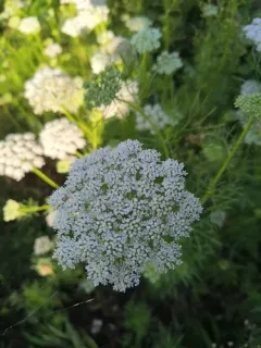 Bullwort thumbnail 1