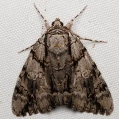 Widow Underwing thumbnail 4