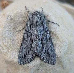 Dark Grey Fishia Moth thumbnail 1