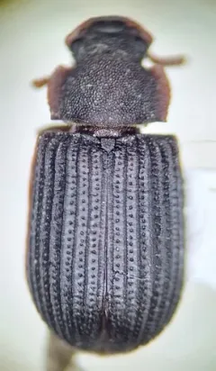 Conk-loving Darkling Beetle thumbnail 3