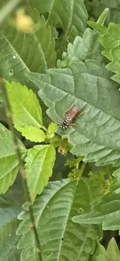 Orthogonalys pulchella thumbnail 1