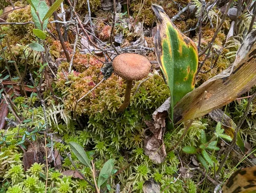 Cortinarius davemallochii