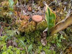 Cortinarius davemallochii thumbnail 1