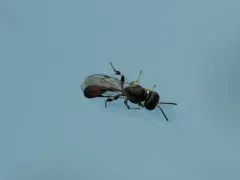 Rhopalum clavipes thumbnail 1