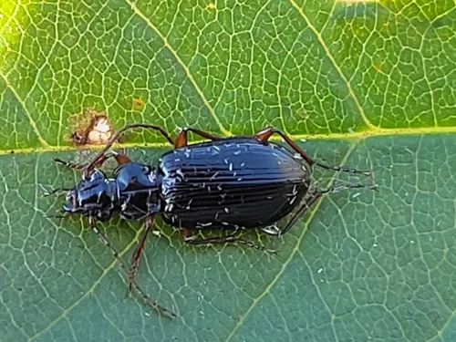 Patrobus lecontei