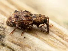 Sthereus quadrituberculatus thumbnail 2