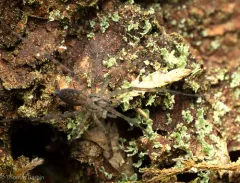 Calymmaria emertoni thumbnail 3