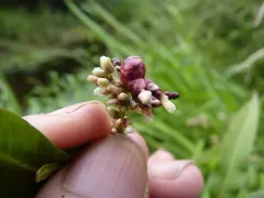 Melanopsichium pennsylvanicum thumbnail 3