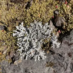 Rock Foam thumbnail 3