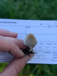 Firerug Inkcap thumbnail 4