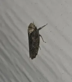 Paraphlepsius fulvidorsum thumbnail 4