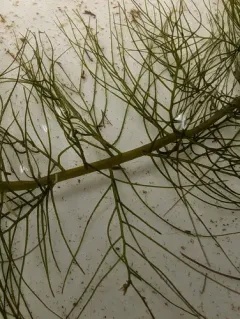 Low Water-milfoil thumbnail 3